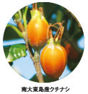南大東島産クチナシ