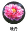 牡丹