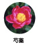 芍薬