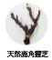 天然鹿角霊芝