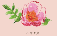 ハマナス