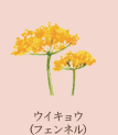 ウイキョウ
（フェンネル）