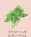 コウスイハッカ
（レモンバーム）