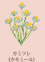 カミツレ
（カモミール）