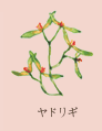 ヤドリギ