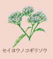 セイヨウノコギリソウ