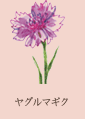 ヤグルマギク