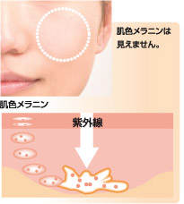 肌色メラニンは見えません。