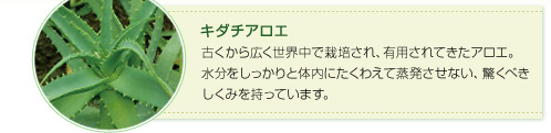 キダチアロエ：古くから広く世界中で栽培され、有用されてきたアロエ。 水分をしっかりと体内にたくわえて蒸発させない、驚くべきしくみを持っています。 