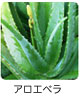 アロエベラ
