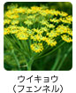 ウイキョウ（フェンネル）