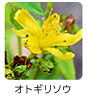 オトギリソウ