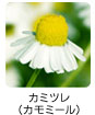 カミツレ（カモミール）
