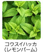 コウスイハッカ（レモンバーム）