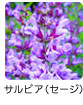 サルビア（セージ）