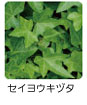 セイヨウキヅタ