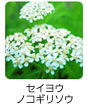 セイヨウノコギリソウ