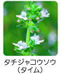 タチジャコウソウ（タイム）