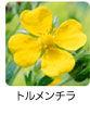 トルメンチラ