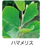 ハマメリス