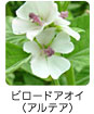 ビロードアオイ（アルテア）