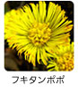 フキタンポポ