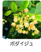 ボダイジュ