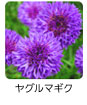 ヤグルマギク