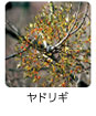 ヤドリギ