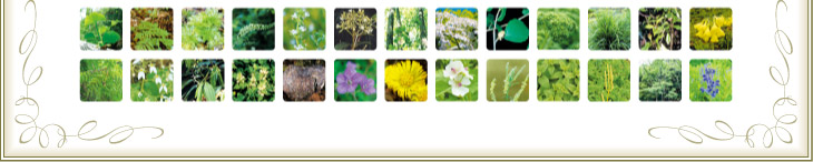 26種類の植物