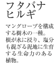 フタバナヒルギ マングローブを構成する樹木の一種。 根が水に浸り、塩分も混ざる泥地に生育する生命力のある 植物。