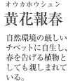 黄花報春（オウカホウシュン） 自然環境の厳しいチベットに自生し、春を告げる植物としても親しまれている。