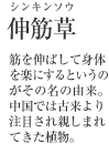 伸筋草（シンキンソウ） 筋を伸ばして身体を楽にするというのがその名の由来。中国では古来より注目され親しまれてきた植物。