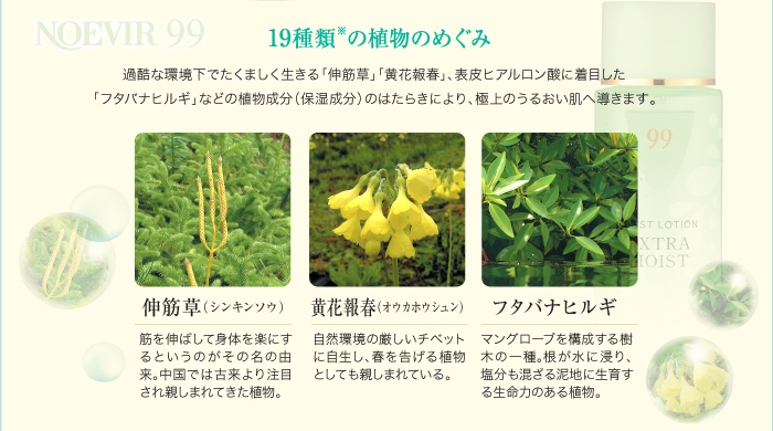 19種類※の植物のめぐみ～過酷な環境下でたくましく生きる「伸筋草」「黄花報春」、表皮ヒアルロン酸に着目した「フタバナヒルギ」などの植物成分（保湿成分）のはたらきにより、極上のうるおい肌へ導きます。～