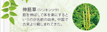 伸筋草（シンキンソウ）
筋を伸ばして体を楽にするというのが名前の由来。中国で古来より親しまれてきた。