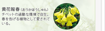 黄花報春（おうかほうしゅん）
チベットの過酷な環境で自生。春を告げる植物として愛されている。