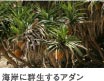海岸に群生するアダン
