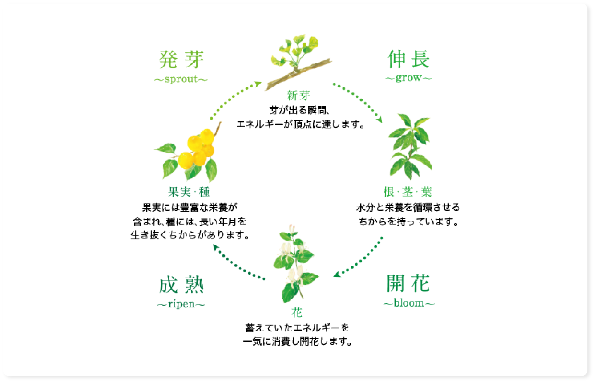 ノエビア 505 薬用スキンローション トライアル｜ノエビアスタイル