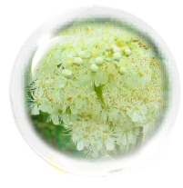 メドウスイート