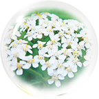 セイヨウノコギリソウ